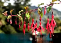 Fuchsien    &ndash; &copy; Simone Willner (Eberhardt TRAVEL)