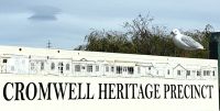Möwe in Cromwell &ndash; &copy; Simone Willner (Eberhardt TRAVEL)