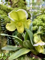 Paphiopedilum &ndash; &copy; Carmen Kiefer (Eberhardt TRAVEL)