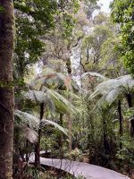 Waipoua-Wald &ndash; &copy; Carmen Kiefer (Eberhardt TRAVEL)