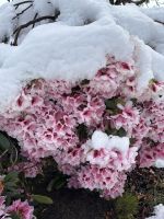 Frühling in Twizel &ndash; &copy; Carmen Kiefer (Eberhardt TRAVEL)