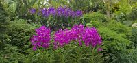 Orchideen Garten (6) &ndash; &copy; Marcus Hasselhorst (Eberhardt TRAVEL)