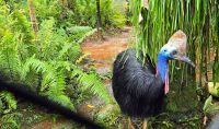 Kurandas Tierwelt (8) &ndash; &copy; Marcus Hasselhorst (Eberhardt TRAVEL)