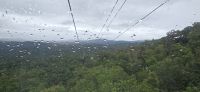 Kuranda rainforest (4) &ndash; &copy; Marcus Hasselhorst (Eberhardt TRAVEL)