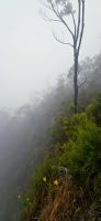 Mystische Blue Mountain (3) &ndash; &copy; Marcus Hasselhorst (Eberhardt TRAVEL)
