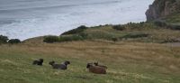 Otago Halbinsel (2) &ndash; &copy; Marcus Hasselhorst (Eberhardt TRAVEL)