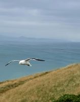 Royal Albatros (8) &ndash; &copy; Marcus Hasselhorst (Eberhardt TRAVEL)