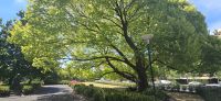 Fitzroy Garden (2) &ndash; &copy; Marcus Hasselhorst (Eberhardt TRAVEL)