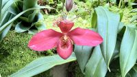Orchideengarten, Singapur &ndash; &copy; Mareike Schmidt (Eberhardt TRAVEL)