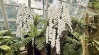 Orchideengarten, Singapur &ndash; &copy; Mareike Schmidt (Eberhardt TRAVEL)