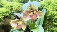 Orchideengarten, Singapur &ndash; &copy; Mareike Schmidt (Eberhardt TRAVEL)