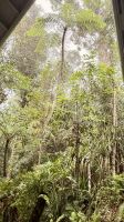 Daintree Rainforest, Cairns  &ndash; &copy; Mareike Schmidt (Eberhardt TRAVEL)