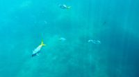 Great Barrier Reef &ndash; &copy; Mareike Schmidt (Eberhardt TRAVEL)