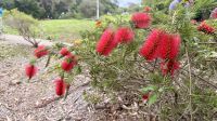 Zylinderputzer, Eden, Australien  &ndash; &copy; Mareike Schmidt (Eberhardt TRAVEL)