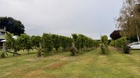 Forrest Wines Weingut, Marlborough, NZ &ndash; &copy; Mareike Schmidt (Eberhardt TRAVEL)