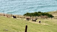 Albatross Center, Otago Halbinsel 