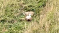 Albatross Center, Otago Halbinsel  &ndash; &copy; Mareike Schmidt (Eberhardt TRAVEL)