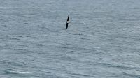 Albatross Center, Otago Halbinsel  &ndash; &copy; Mareike Schmidt (Eberhardt TRAVEL)