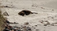 Seerobben am Strand  &ndash; &copy; Mareike Schmidt (Eberhardt TRAVEL)