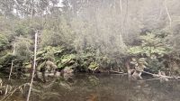 Fernglade Reserve, Burnie, Tasmanien &ndash; &copy; Mareike Schmidt (Eberhardt TRAVEL)