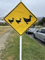 Vorsichtig  Enten