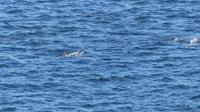 Delphine begleiten uns am Dusky Sound &ndash; &copy; Frank Nimschowski (Eberhardt TRAVEL)