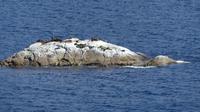Robben im Dusky Sound &ndash; &copy; Frank Nimschowski (Eberhardt TRAVEL)