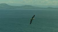 Albatros &ndash; &copy; Frank Nimschowski (Eberhardt TRAVEL)