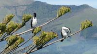 Akaroa &ndash; &copy; Frank Nimschowski (Eberhardt TRAVEL)