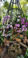 Orchideengarten (1) &ndash; &copy; Mandy Rabe (Eberhardt TRAVEL)