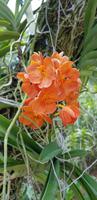 Orchideengarten (8) &ndash; &copy; Mandy Rabe (Eberhardt TRAVEL)