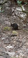 Wallaby &ndash; &copy; Mandy Rabe (Eberhardt TRAVEL)