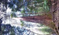Tall Trees Walk &ndash; &copy; Mandy Rabe (Eberhardt TRAVEL)