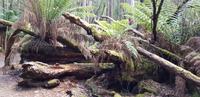 Tall Trees Walk  &ndash; &copy; Mandy Rabe (Eberhardt TRAVEL)
