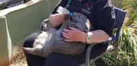 Wombatbaby  &ndash; &copy; Mandy Rabe (Eberhardt TRAVEL)