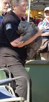 Wombatbaby &ndash; &copy; Mandy Rabe (Eberhardt TRAVEL)