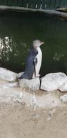Penguin Place  &ndash; &copy; Mandy Rabe (Eberhardt TRAVEL)
