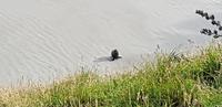 Seelöwe  &ndash; &copy; Mandy Rabe (Eberhardt TRAVEL)