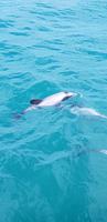 Hectors Dolphins  &ndash; &copy; Mandy Rabe (Eberhardt TRAVEL)