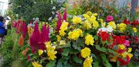 Fernery Auckland &ndash; &copy; Mandy Rabe (Eberhardt TRAVEL)