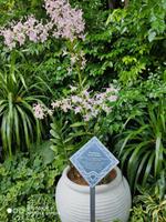 Angela Merkel Orchidee &ndash; &copy; Philipp Sonntag (Eberhardt TRAVEL)