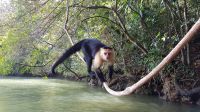 Kapuzineraffe &ndash; &copy; Constanze Maißel (Eberhardt TRAVEL)