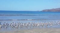 Playa Venao &ndash; &copy; Constanze Maißel (Eberhardt TRAVEL)