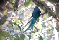 Quetzal &ndash; &copy; Constanze Maißel (Eberhardt TRAVEL)
