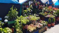 Blumen in Boquete &ndash; &copy; Constanze Maißel (Eberhardt TRAVEL)