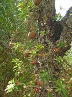 Kanonenkugelbaum &ndash; &copy; Hubert Lücker (Eberhardt TRAVEL)