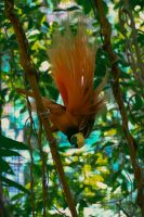 Paradiesvogel - Papua-Neuguinea  &ndash; &copy; Sten Bernhardt (Eberhardt TRAVEL)