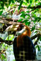 Hornschnabelvogel - Papua-Neuguinea  &ndash; &copy; Sten Bernhardt (Eberhardt TRAVEL)