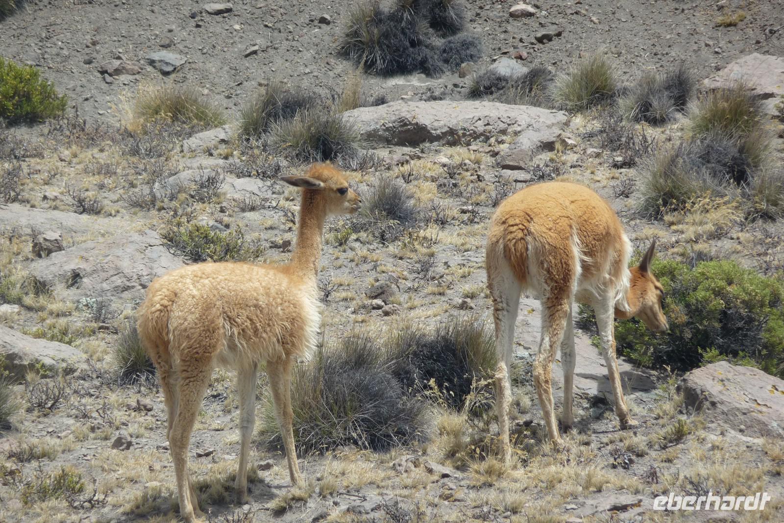 Vicuna &ndash; &copy; Sandra Winkler (Eberhardt TRAVEL)