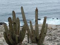 Kakteen &ndash; &copy; Sandra Winkler (Eberhardt TRAVEL)